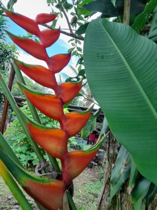 Bungalows Baobab San Isidro De El General エクステリア 写真